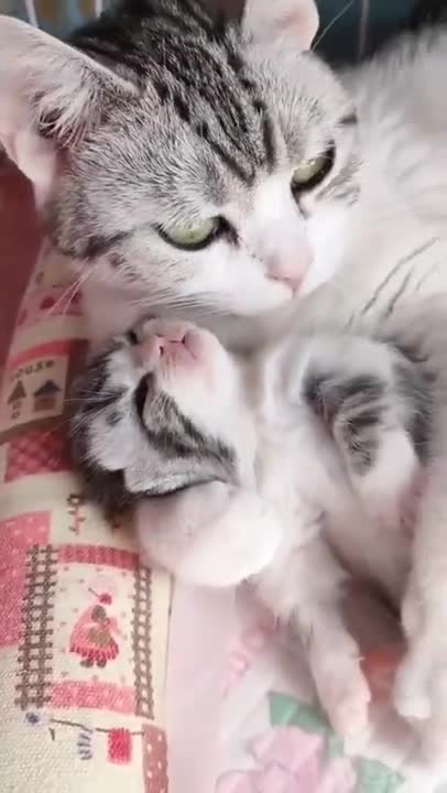 Cat Reaction to Playing Balloon - Funny Cat Balloon Reaction Compilation 2021