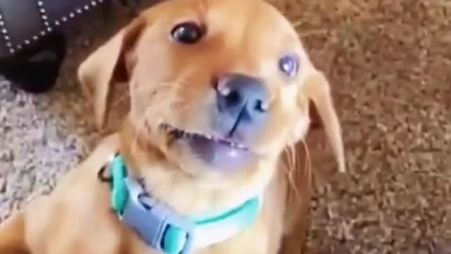 Funny Dogs ❤❤