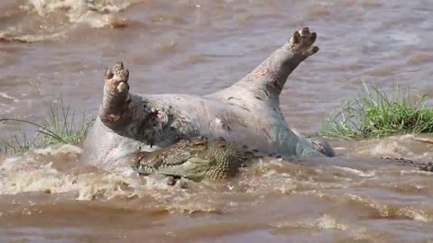 Crocodiles eating a dead hippo