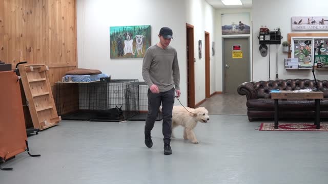 Teach Your Dog To Walk Perfect On Leach In 5 MINUTES