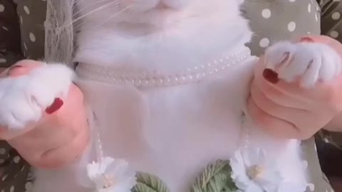 Cute cat Belly dance
