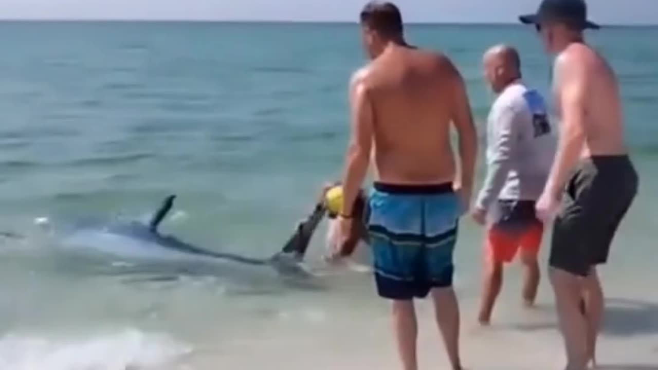 Big shark Attack Human