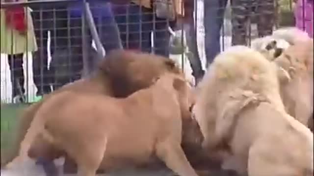 Lion vs tiger fight powerful video