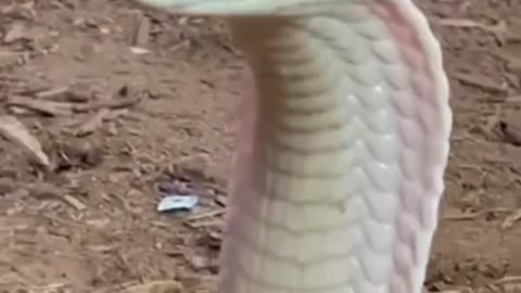 Snek