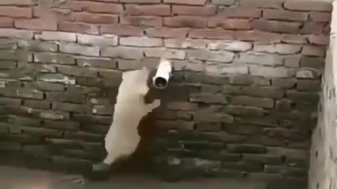 Funny Animal Video 😂📸