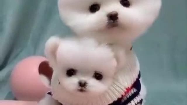 Cute And Funny Dogs