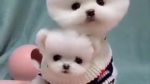 Cute And Funny Dogs