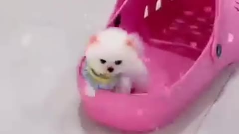 Cute and beautiful dog video!!! #cute#97#96#usa