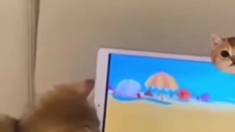 Funny Animal Videos - Try Not To Laugh 😂