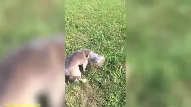 Funny video of cats and dogs!