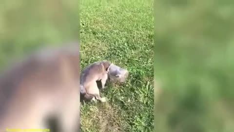 Funny video of cats and dogs!