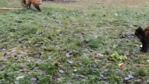 kitty 🐱 vs fox 🦊