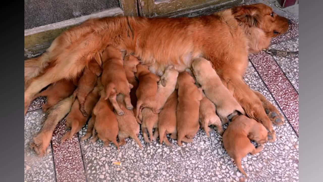 Dog Mommies That Have Many Puppies