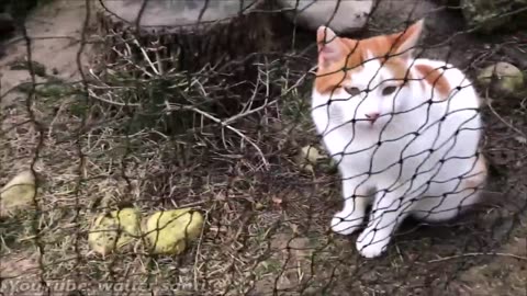 Our Cat Enclosure Was Almost Collapsing !!