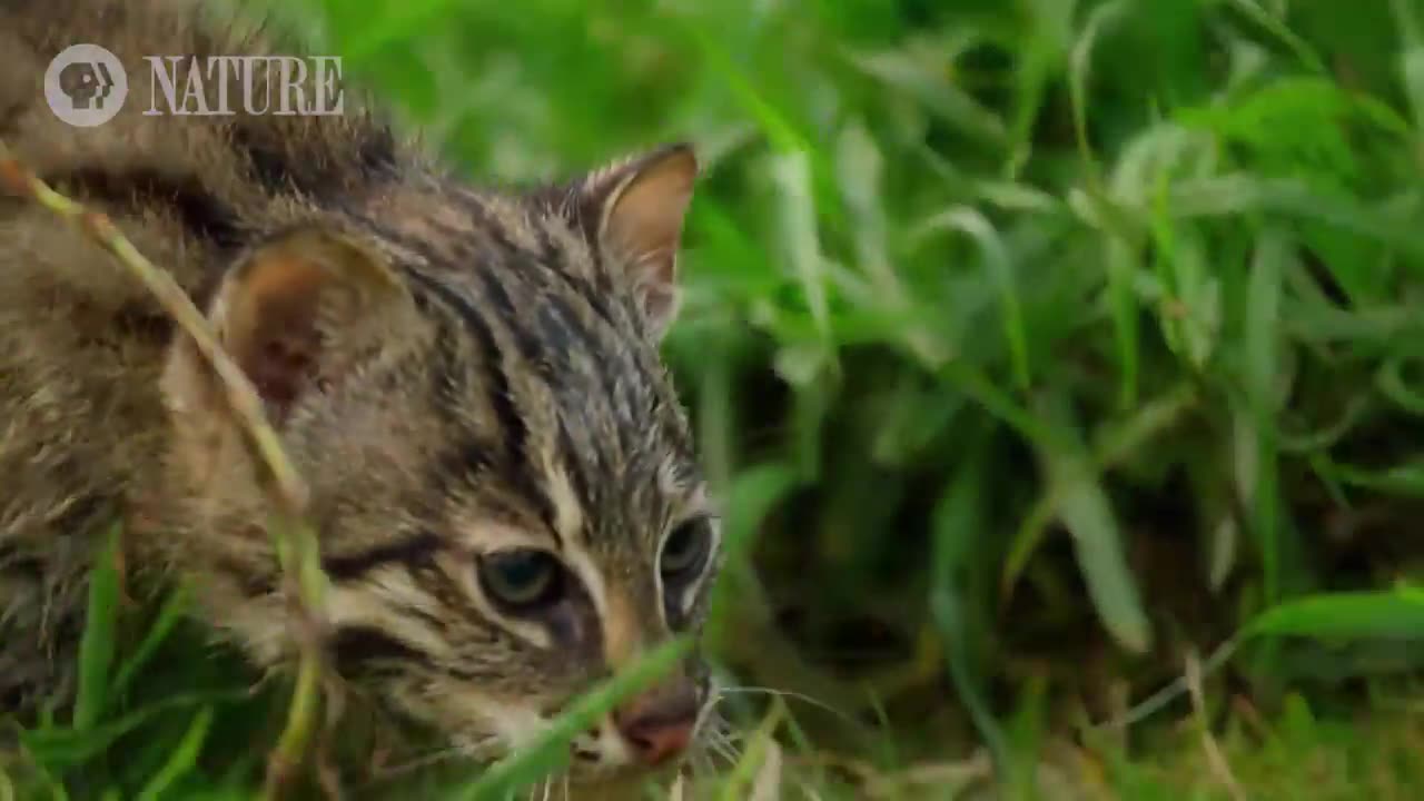 Fishing Kitten See Water For The First Time 😳🙄😂😂😂