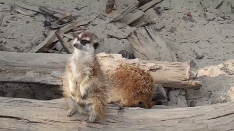 Two meerkats on a cute tree