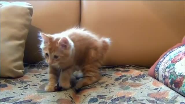 bevideos funny cat 😺_funny animals