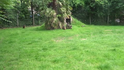 In de Wallaby Corner van Blijdorp Rotterdam zit de hele familie gezellig bij elkaar!