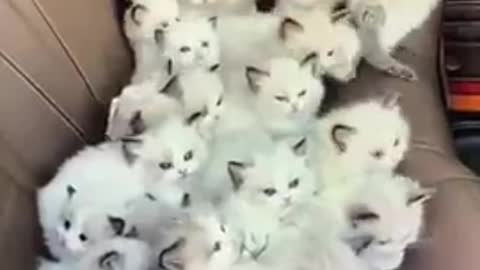 Cute kittens in the car