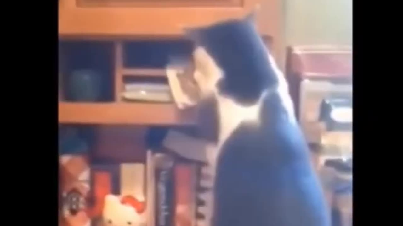 Funny Cat Compilation