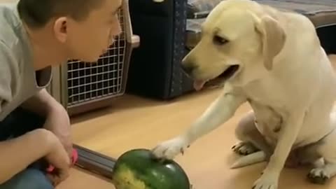 LAUGHING SO HARDFunny Dog Videos