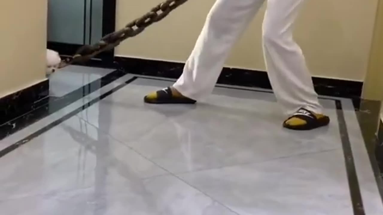 The world's smallest and most beautiful puppy