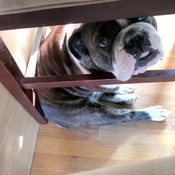 Sassy Bulldog needs constant attention