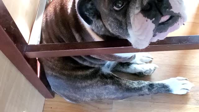 Sassy Bulldog needs constant attention