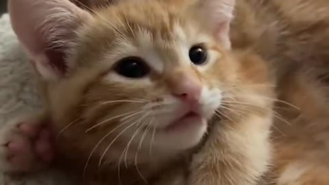 Orange cuties