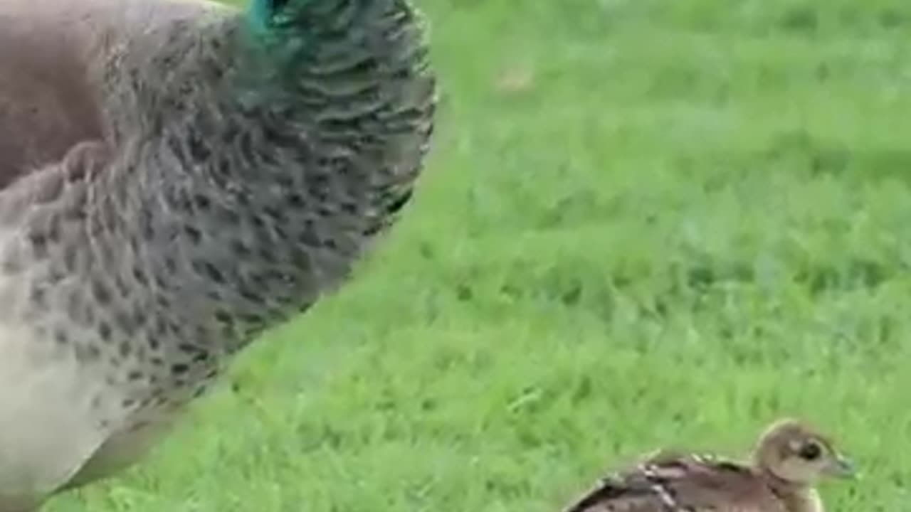 Beautiful PEACOCK 🦚 and Baby Peacock ! 🦚🦚🦚