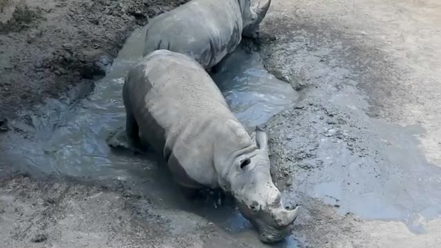 The rhinos are doing some important cuddle puddle maintenance 🦏🦏🦏