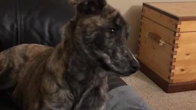 Brown dog on couch tilts head to video dog whining