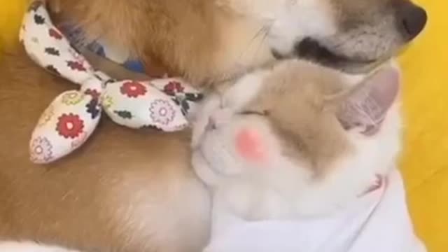 The Cute Relationship Between Kitty And Shiba Inu || Shiba Inu || DOGGY