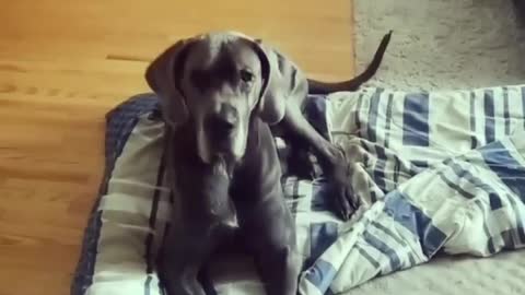 Blue Great Dane Dog Funny Videos 158 - The Great Dane Puppies Video - Great Dane Compilation