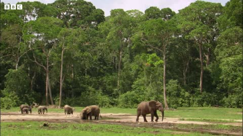 Elephant Family Reunion | Natural World: Forest Elephants | BBC Earth