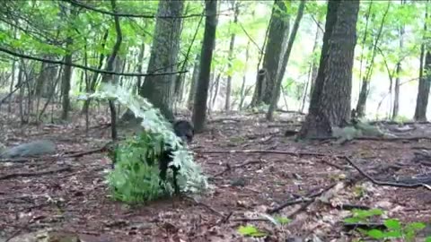Black lab chews tree down