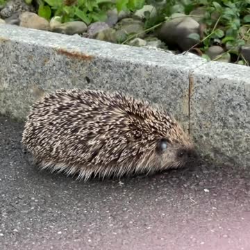 encounter with #hedgehog #igel