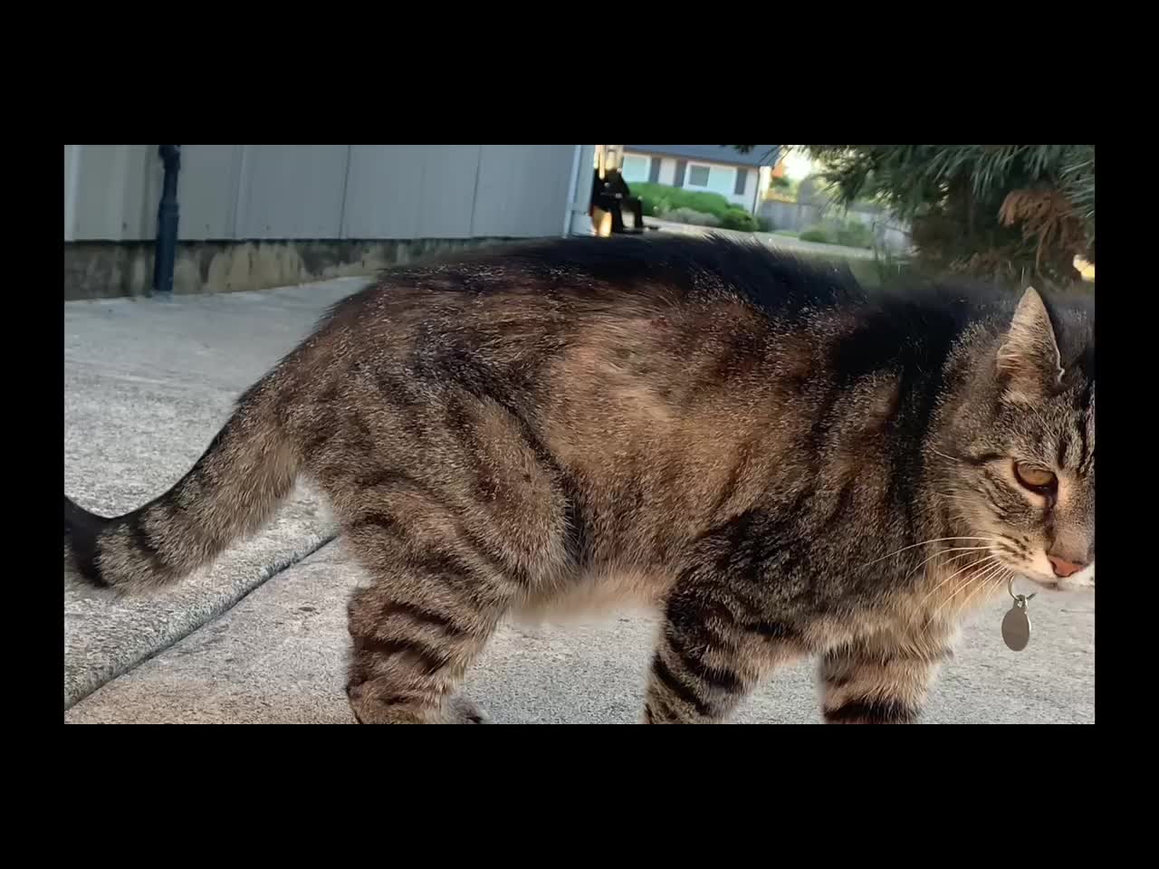 A Real Tiger