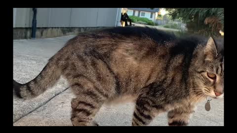 A Real Tiger