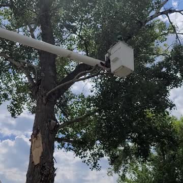 Taking down large tree