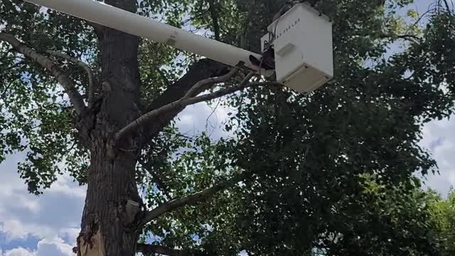 Taking down large tree