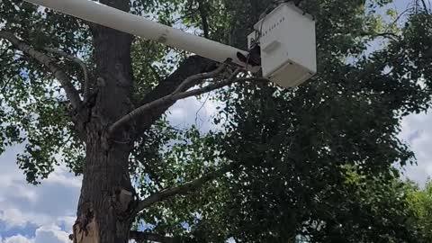 Taking down large tree