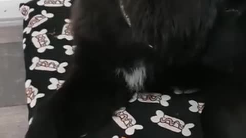 Newfoundland Puppy Crunches On A Carrot