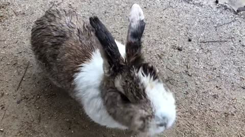 EXPLORING JAPANS RABBIT ISLAND!!