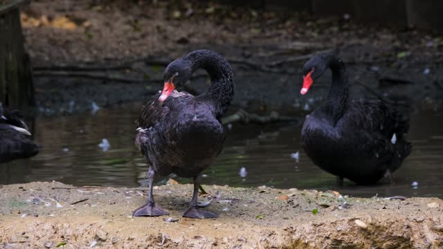 The black swan