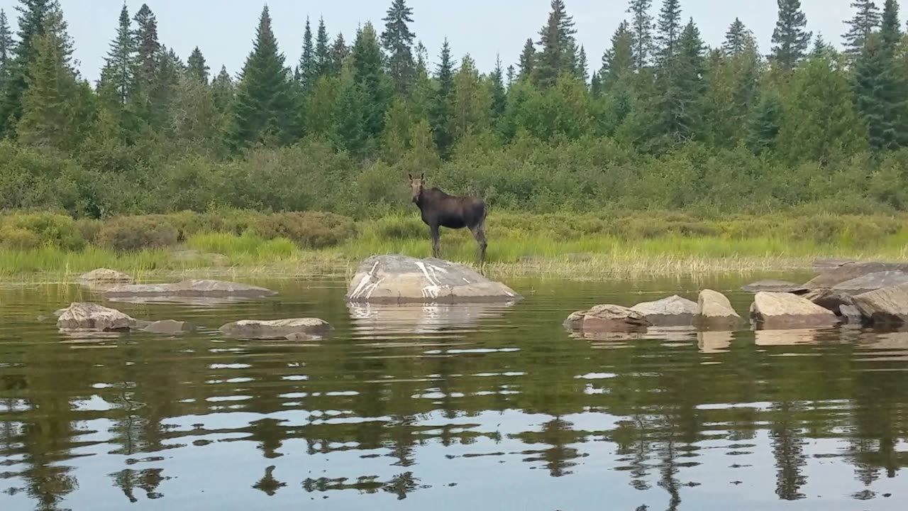 Moose, Churchill Lake, Maine (2021 AUG 21)