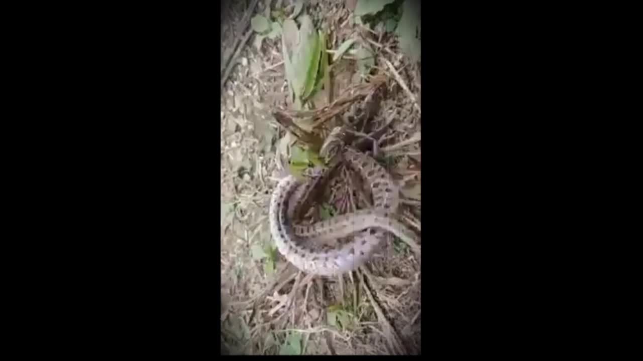 snake vs grass ropper..grass roper cut snake head