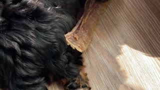 Yorkshire Terrier (2 months)