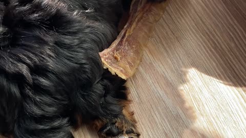 Yorkshire Terrier (2 months)
