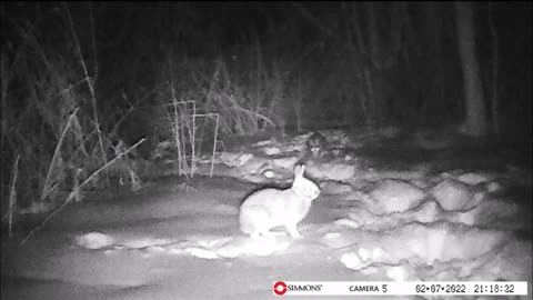 Backyard Trail Cam - 2 Rabbits